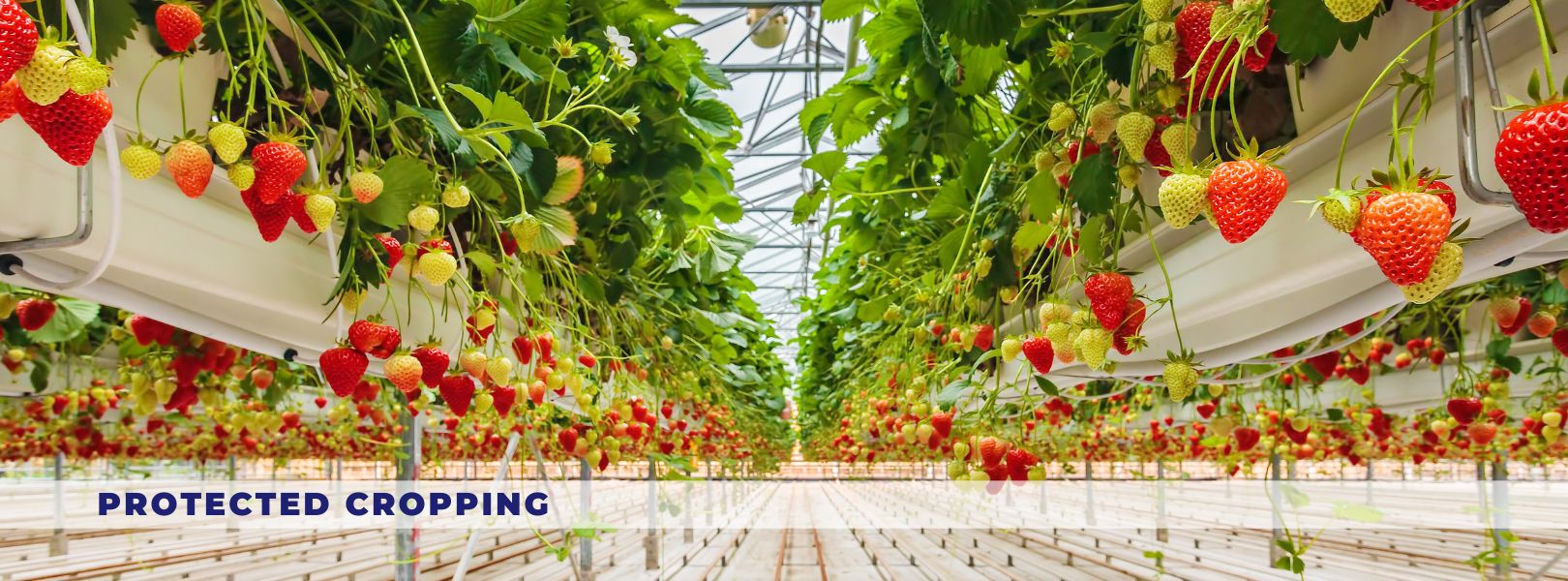 Strawberry Crop